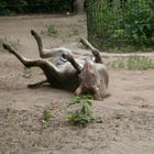 Viele Grüße aus dem Berliner Zoo-2