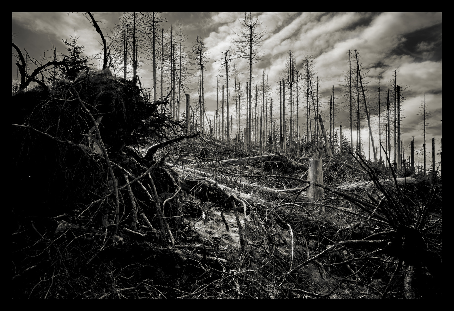 Viele Grüße aus dem Harz (Nähe Torfhaus, April 2024)