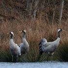 Viele Grüße von Familie Grus grus