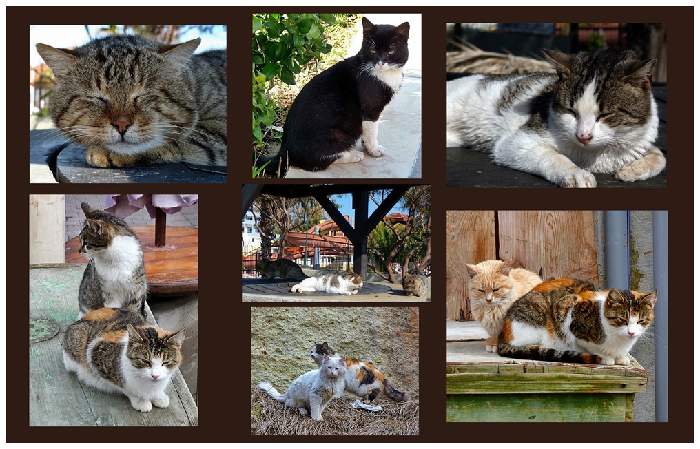 Viele halbwilde Katzen . . .