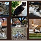 Viele halbwilde Katzen . . .