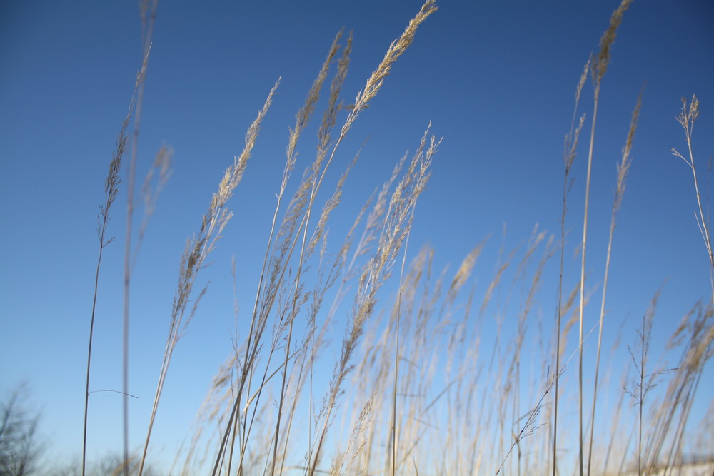 Viele halmen ragen hoch in den Himmel