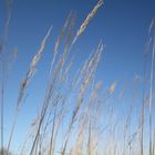 Viele halmen ragen hoch in den Himmel