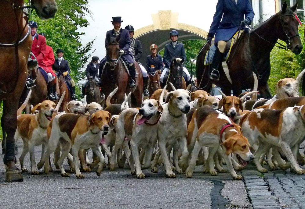 Viele Hunde sind des Hasen Tod.