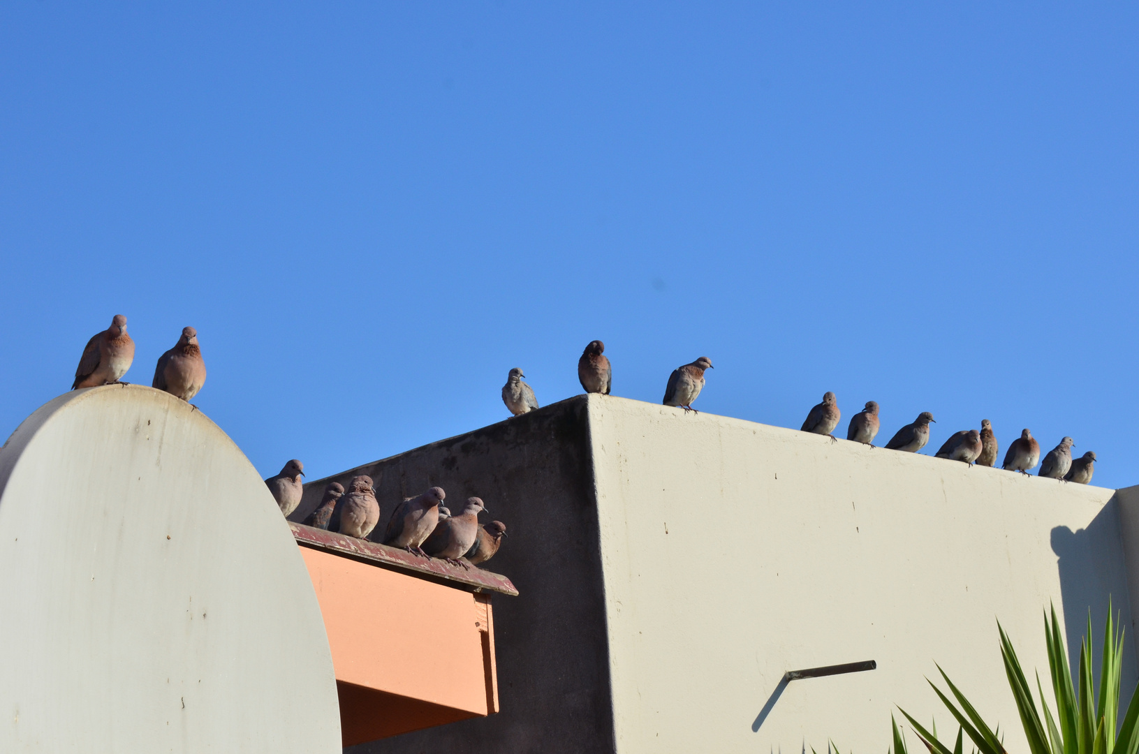 Viele hungrige Schnaebelchen...