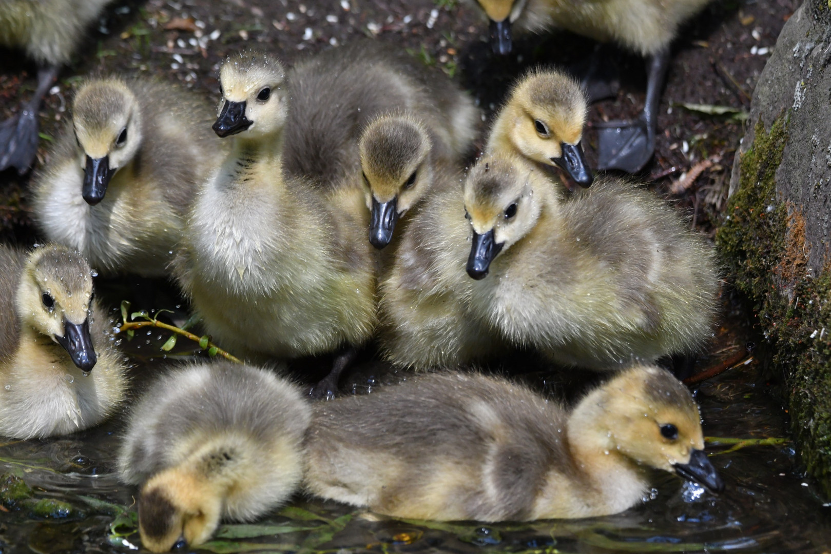 viele Kanada-Gans-Küken