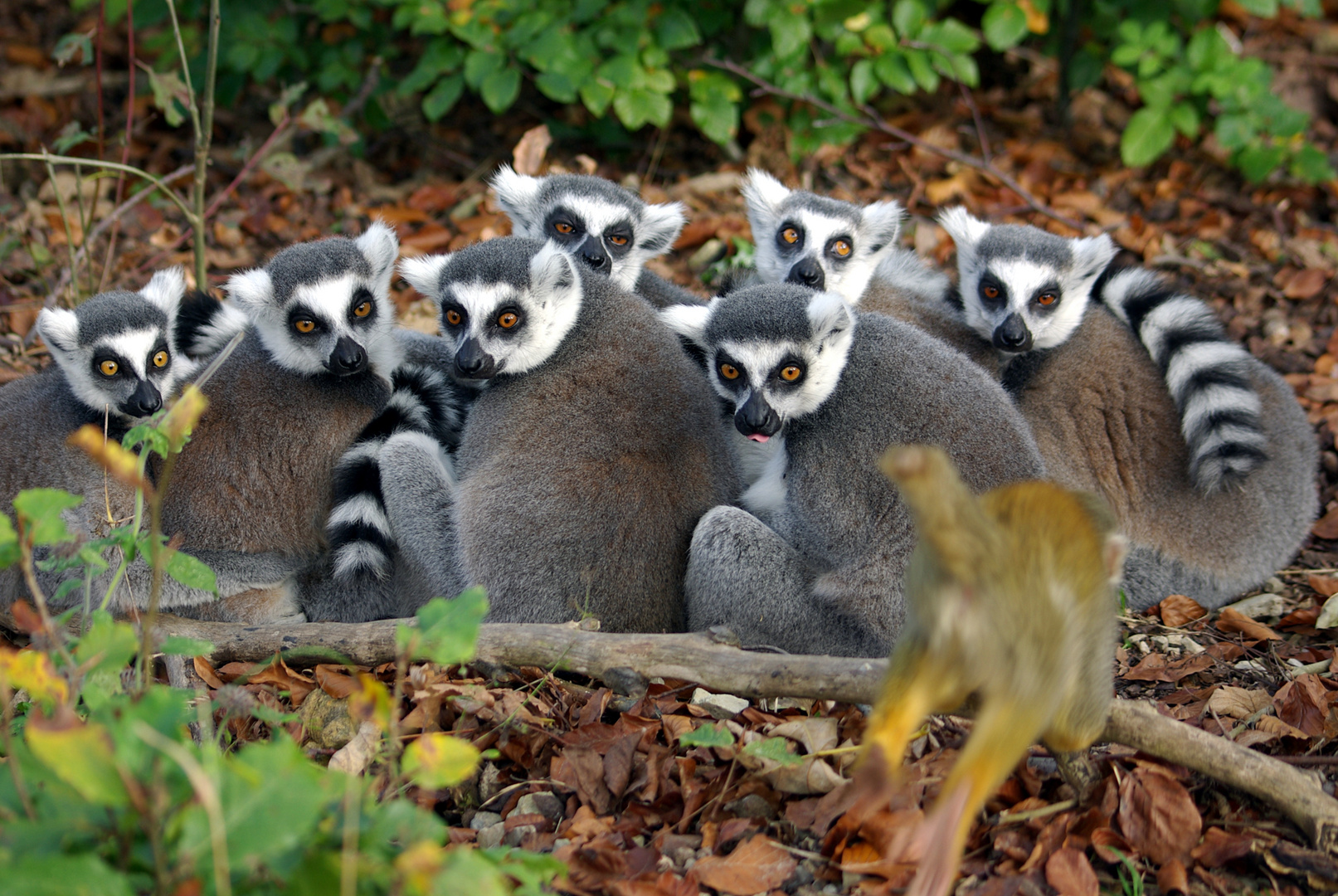 Viele Kattas und ein Totenkopfäffchen