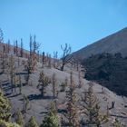 viele Kiefern überleben den Feuersturm