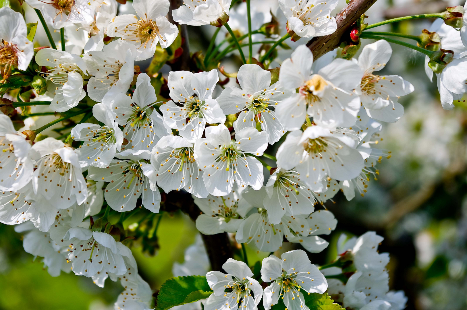 Viele Kirschblüten