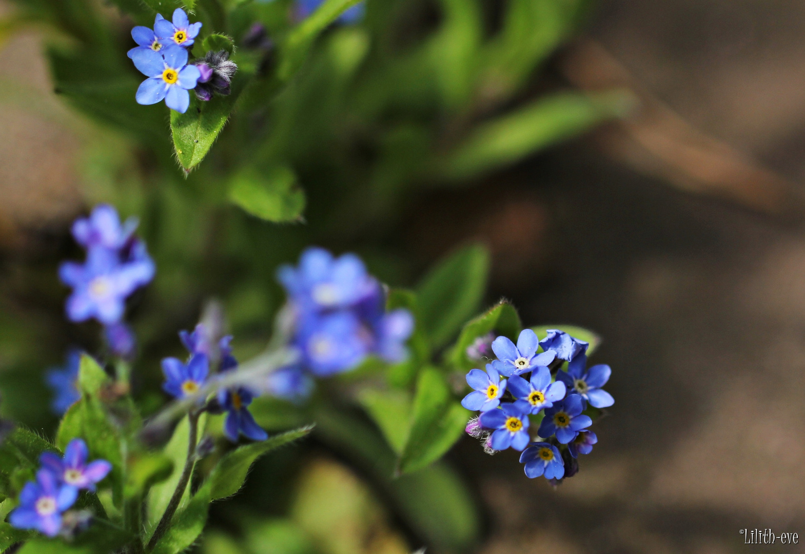 viele kleine blaue Blüten.... Foto & Bild pflanzen, pilze & flechten