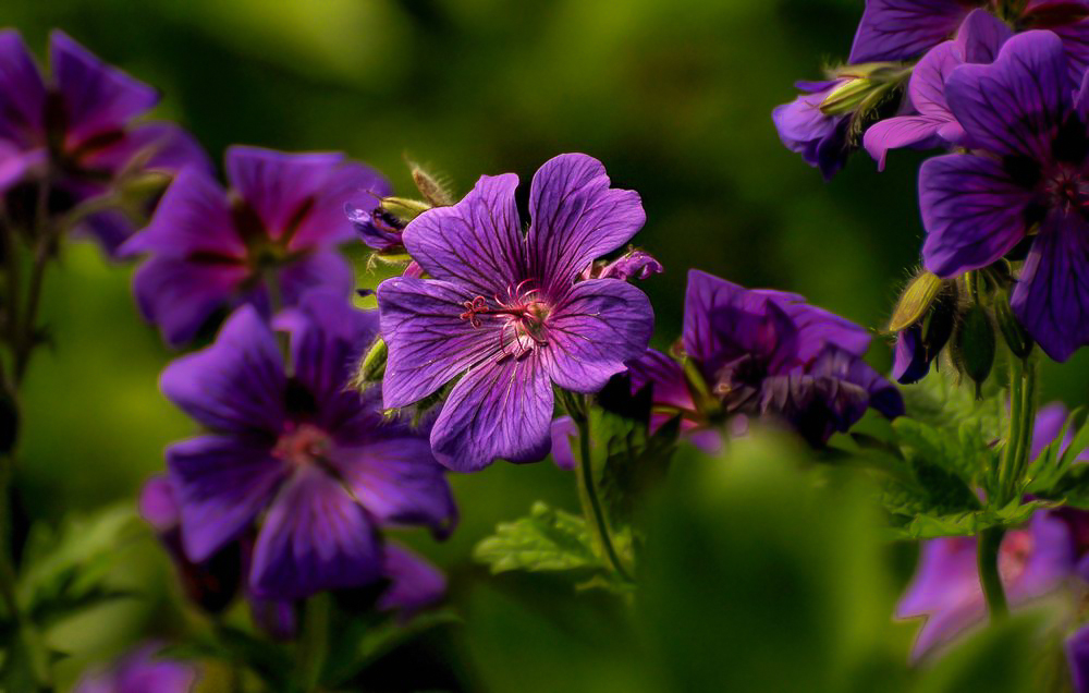 Viele Kleine Blümchen