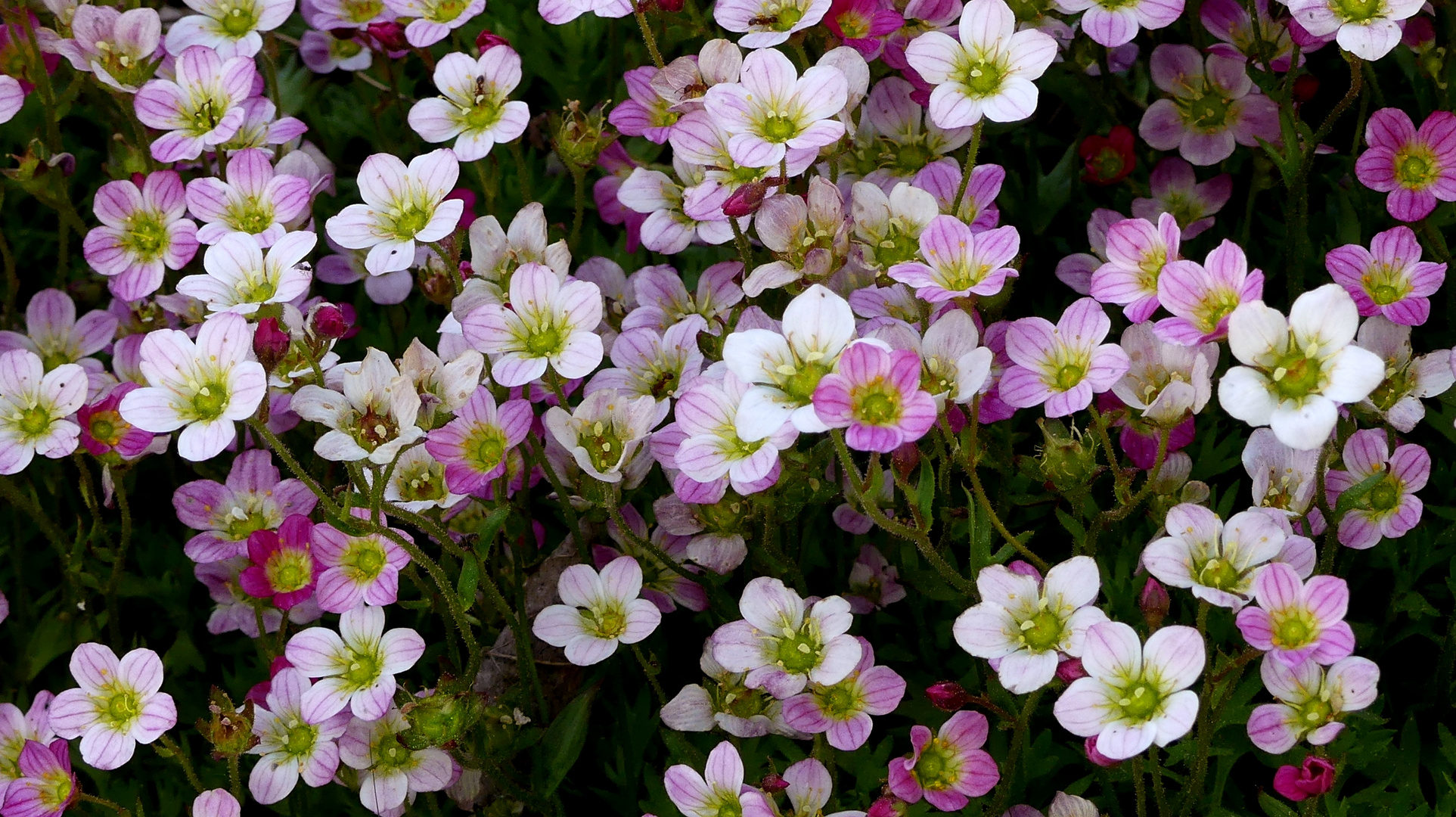 Viele kleine Blümchen ...