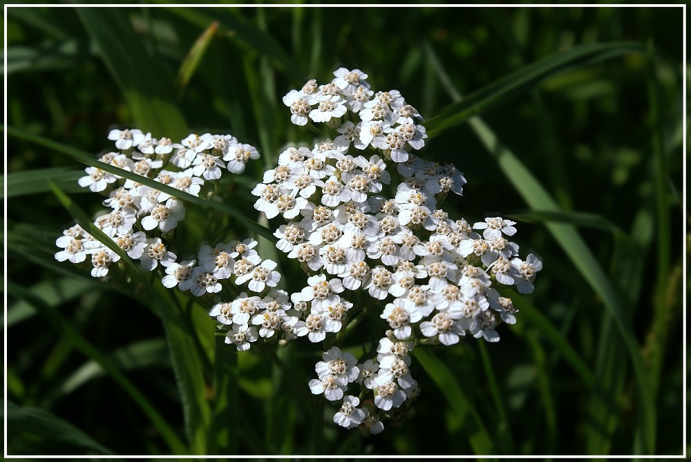 Viele kleine Blüten..