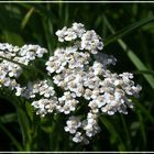 Viele kleine Blüten..