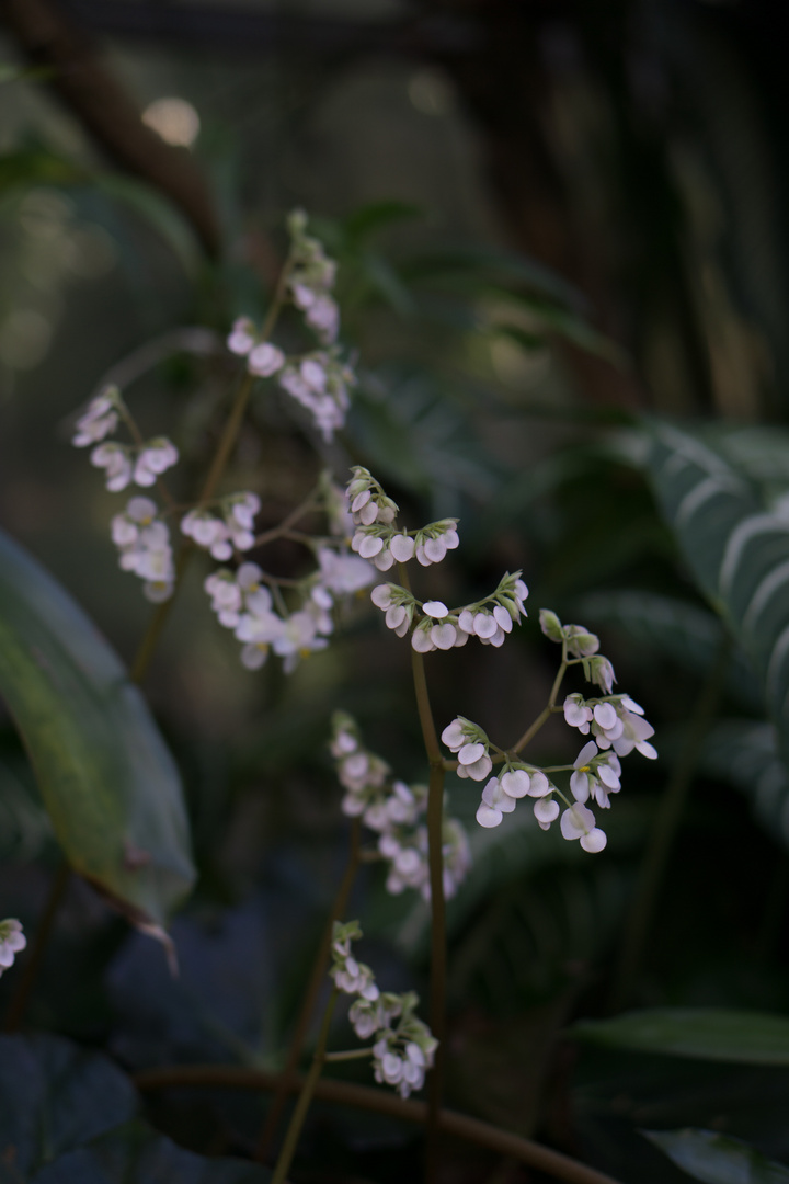 Viele kleine Blüten...