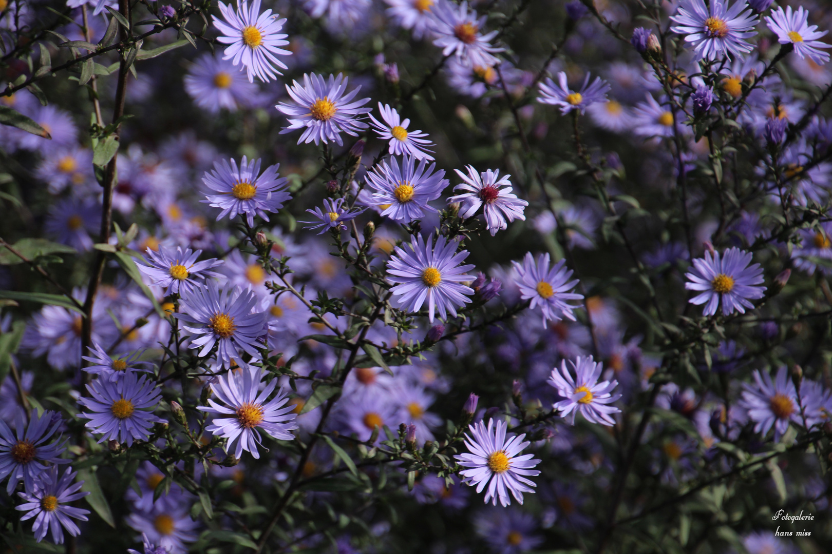 Viele kleine Blüten