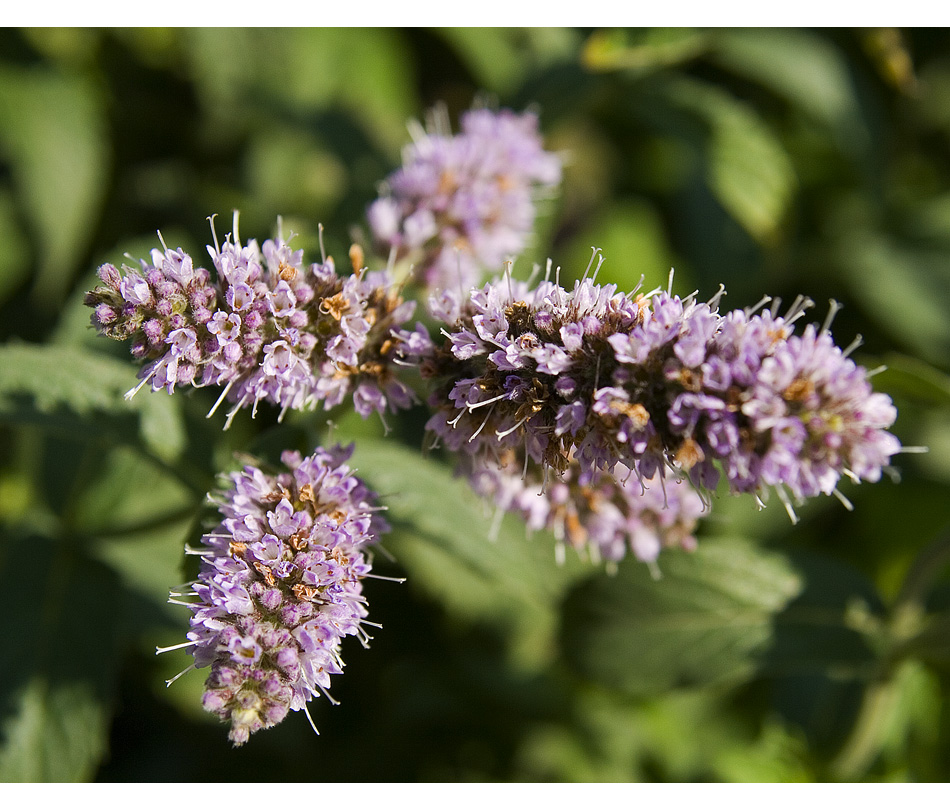 viele kleine Blüten