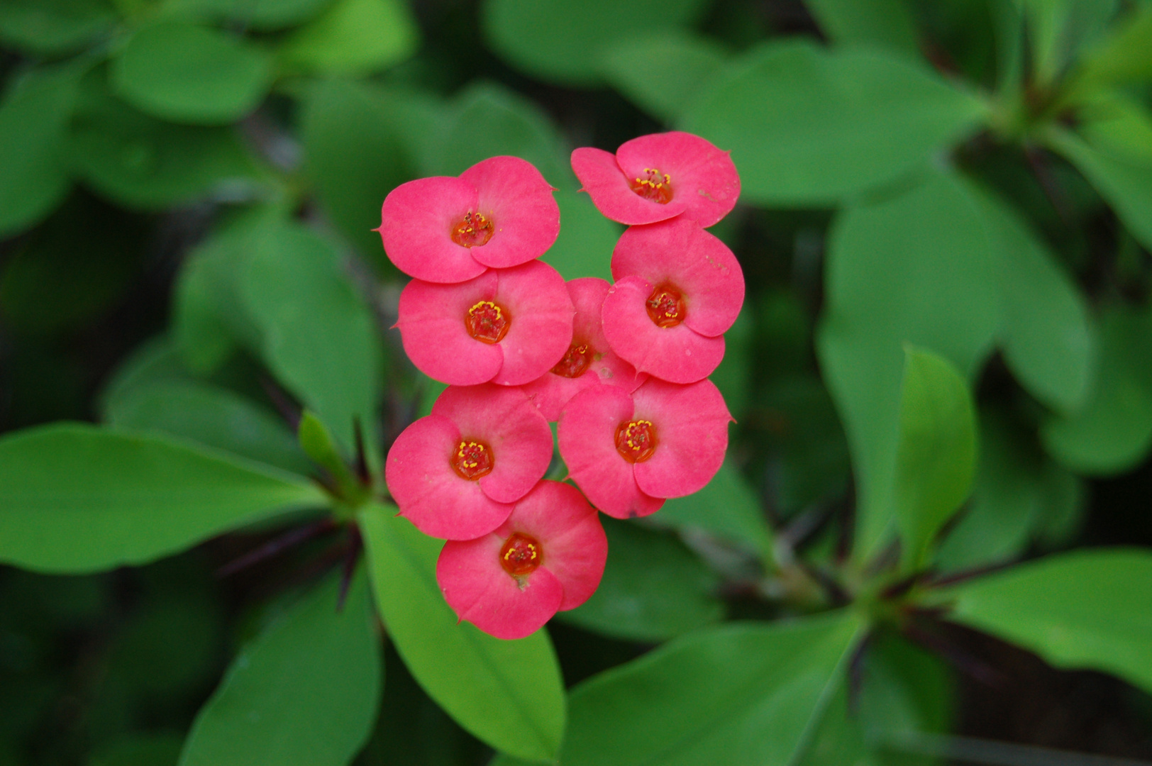 viele kleine Blüten