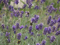 viele kleine blüten