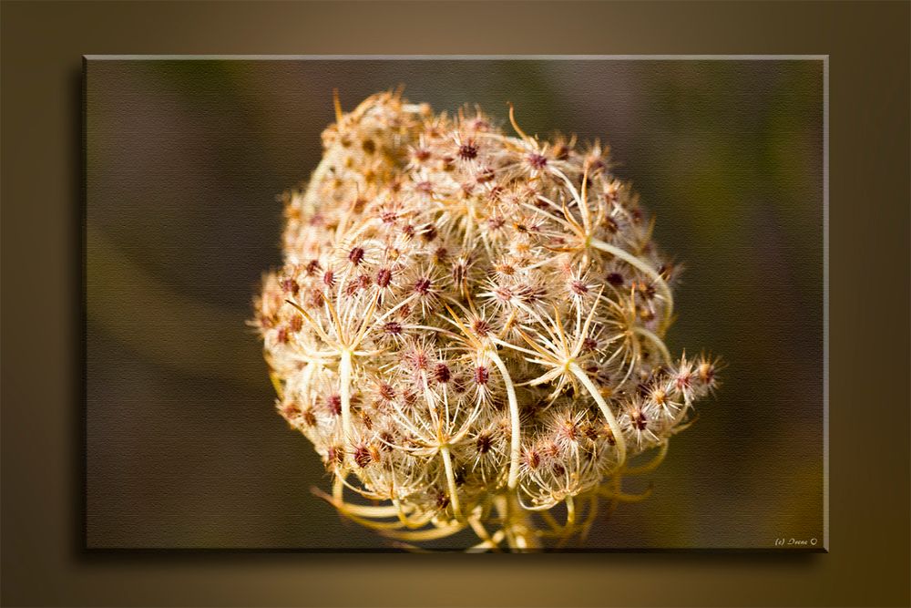 Viele kleine "Blüten"