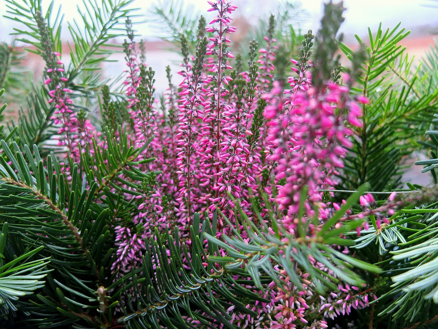 viele kleine Blüten