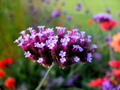 viele kleine Blüten