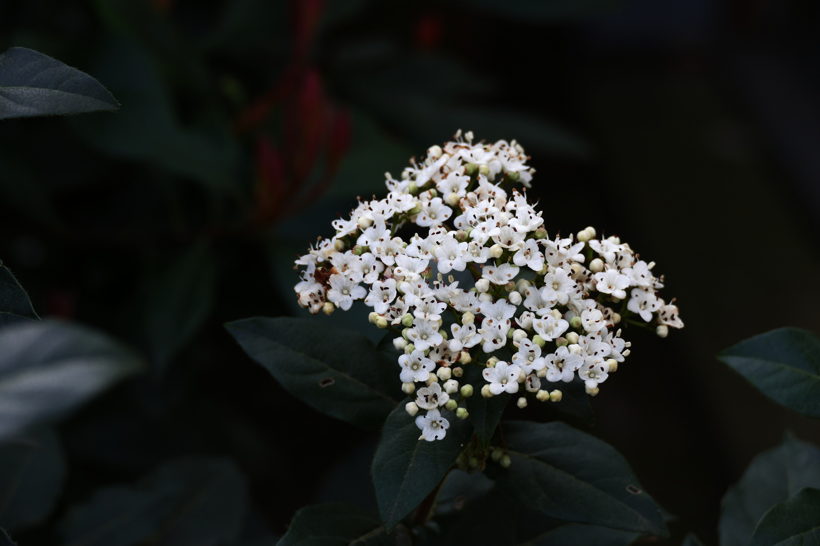 Viele kleine Blüten Foto &amp; Bild | natur, landschaft, pflanzen Bilder ...