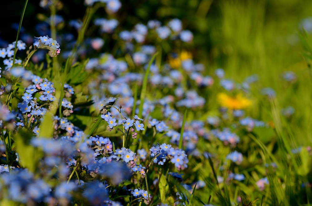 Viele kleine Blüten der Vergissmeinnicht...