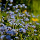 Viele kleine Blüten der Vergissmeinnicht...