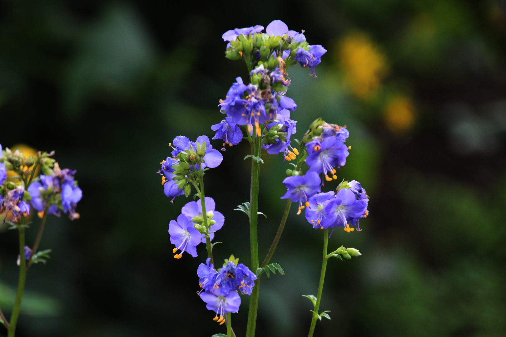 Viele kleine Blüten