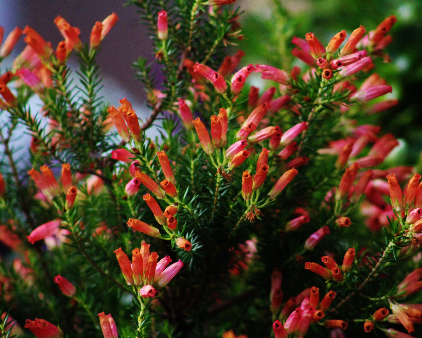 viele kleine  Blüten ganz in Rot