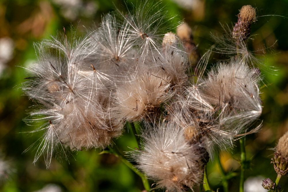 viele kleine Fallschirmspringer