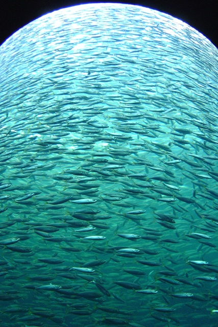 Viele Kleine Fischen in Aquarium