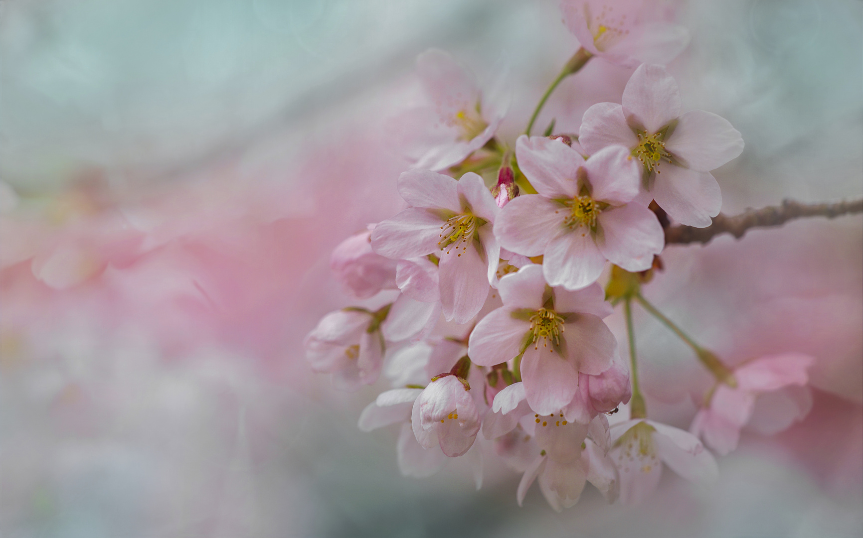 Viele kleine Frühlingsblüten