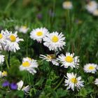 viele kleine Gänseblümchen