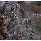 Viele kleine Linsen im Spinnennetz