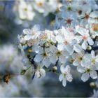 Viele kleine Mittwochsblümchen....