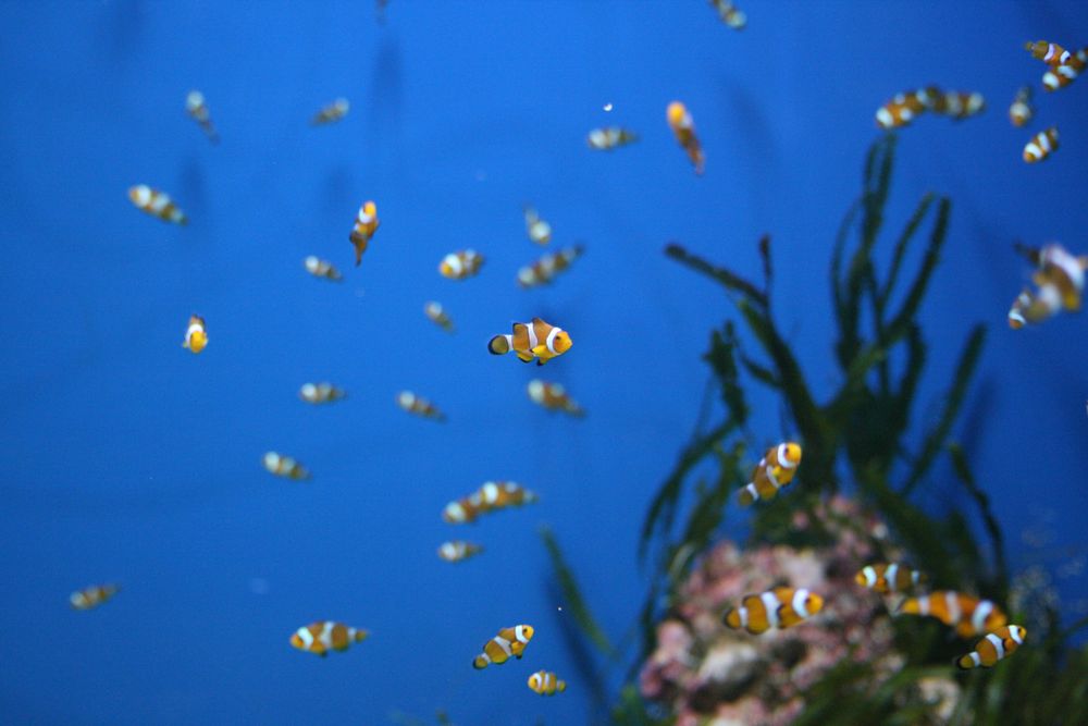 Viele kleine Nemos