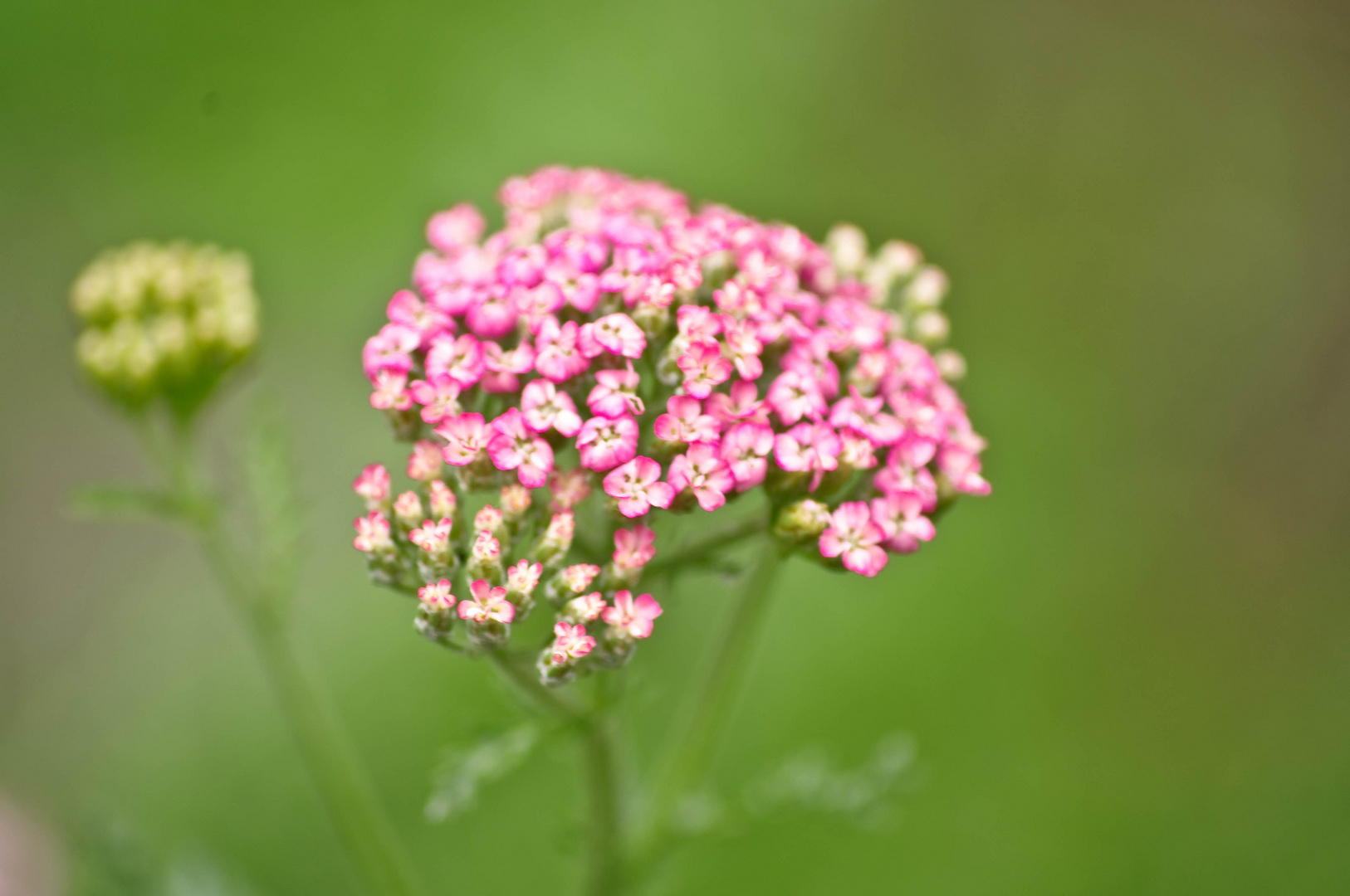 viele kleine rosa Blüten Foto & Bild pflanzen, pilze & flechten