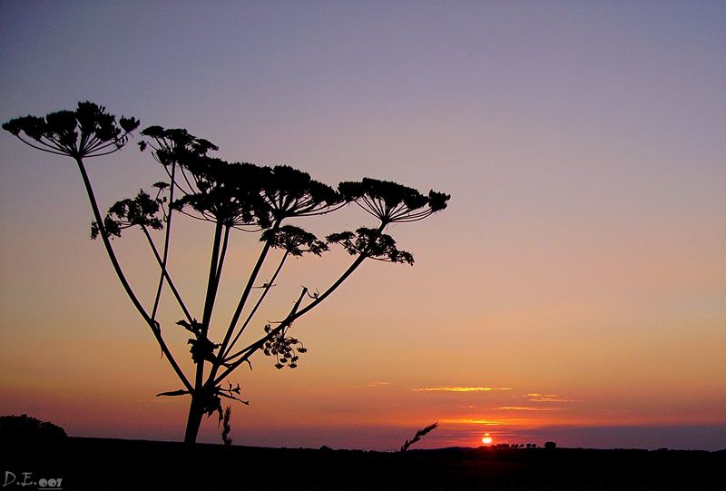 viele kleine sonnenschirmchen