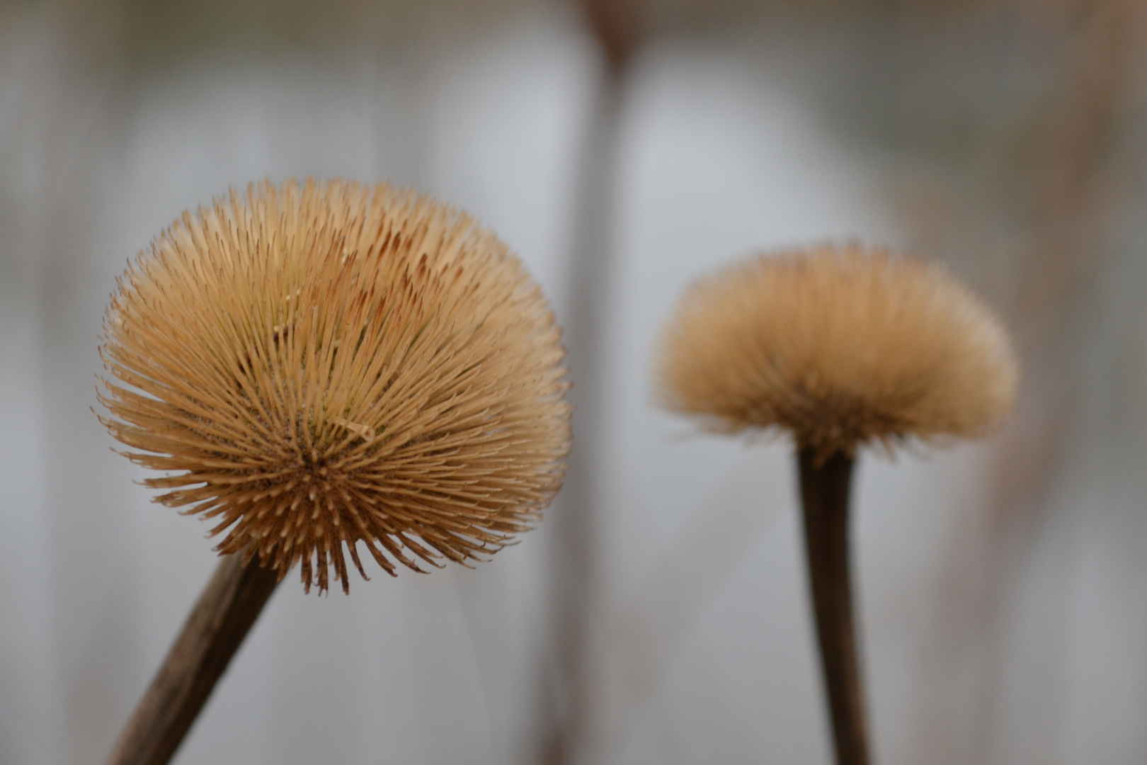 # Viele kleine Stacheln #