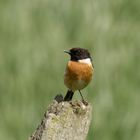 Viele kleine Vögel - es müssen nicht immer Greife sein :-)