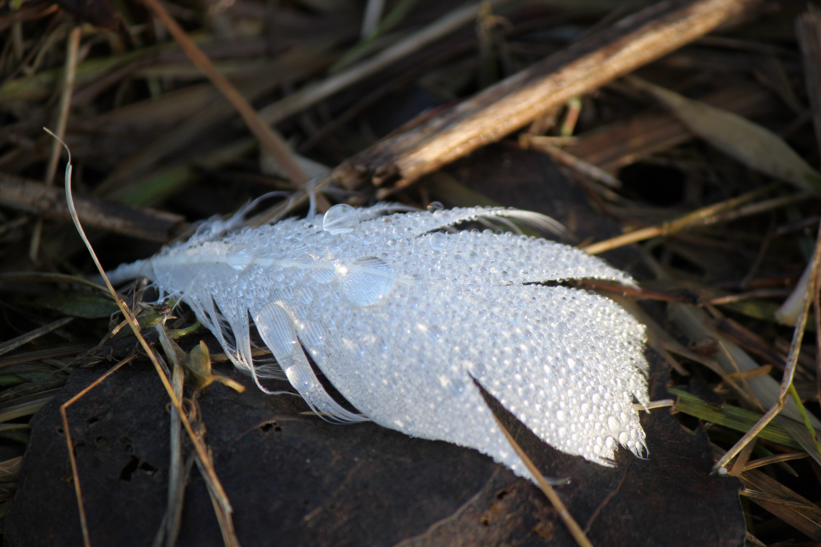 viele kleine Wassertropfen