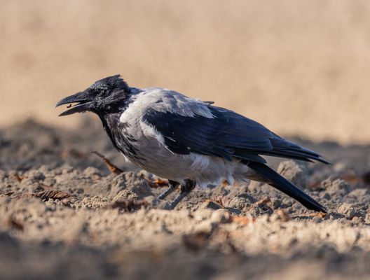 viele kleine Würmer....