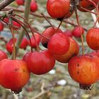 Viele kleine Zieräpfel leuchten am Gartenstrauch im Dezember