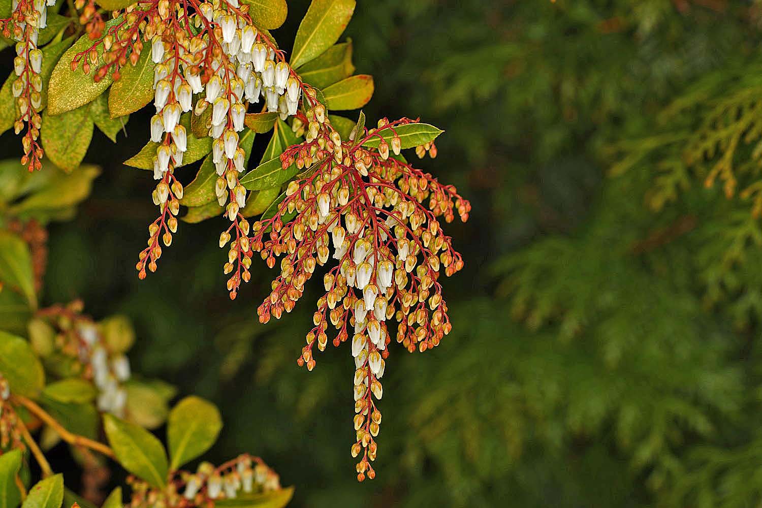 viele Knospen...