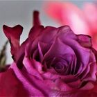 Viele liebe Grüße für Euch mit dieser Rosenblüte von Eurer Sina