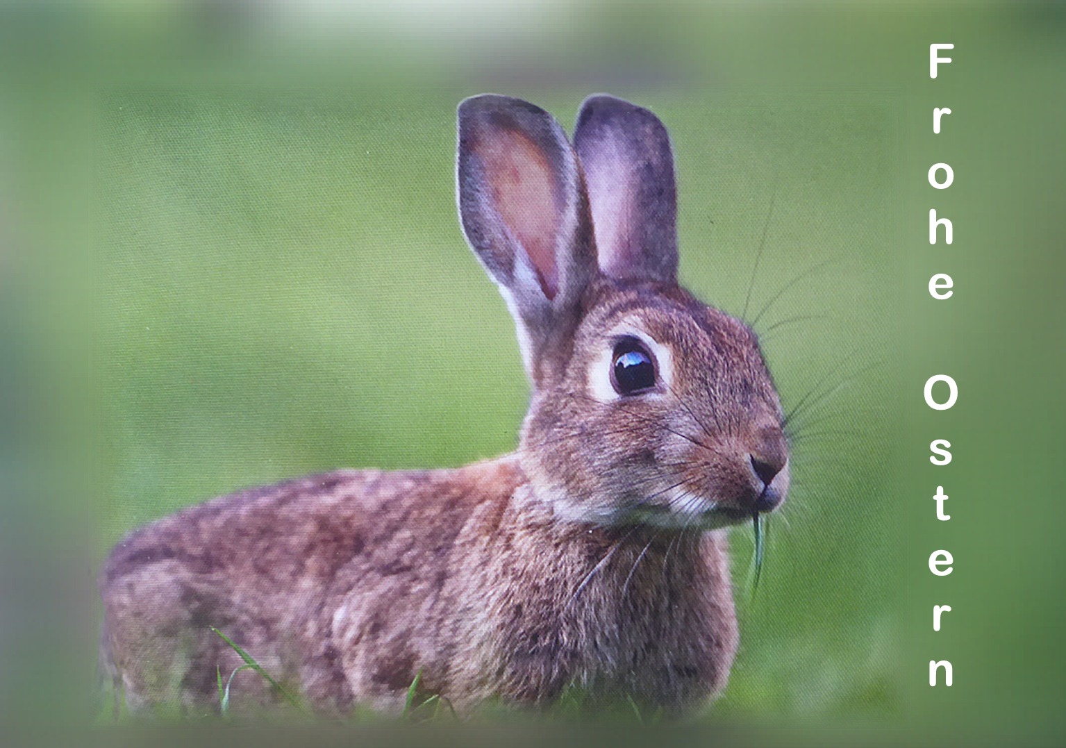 Herzliche Ostergrüße Bilder 2021 Herzliche Ostergrüße Bilder 2021
