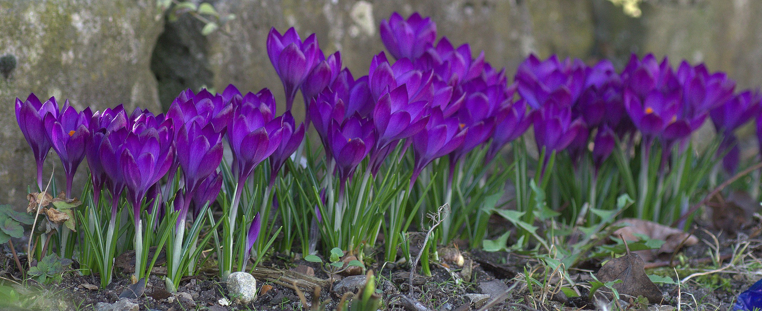 Viele lila Krokusse