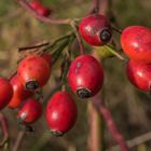 Viele Männlein stehn im Wald